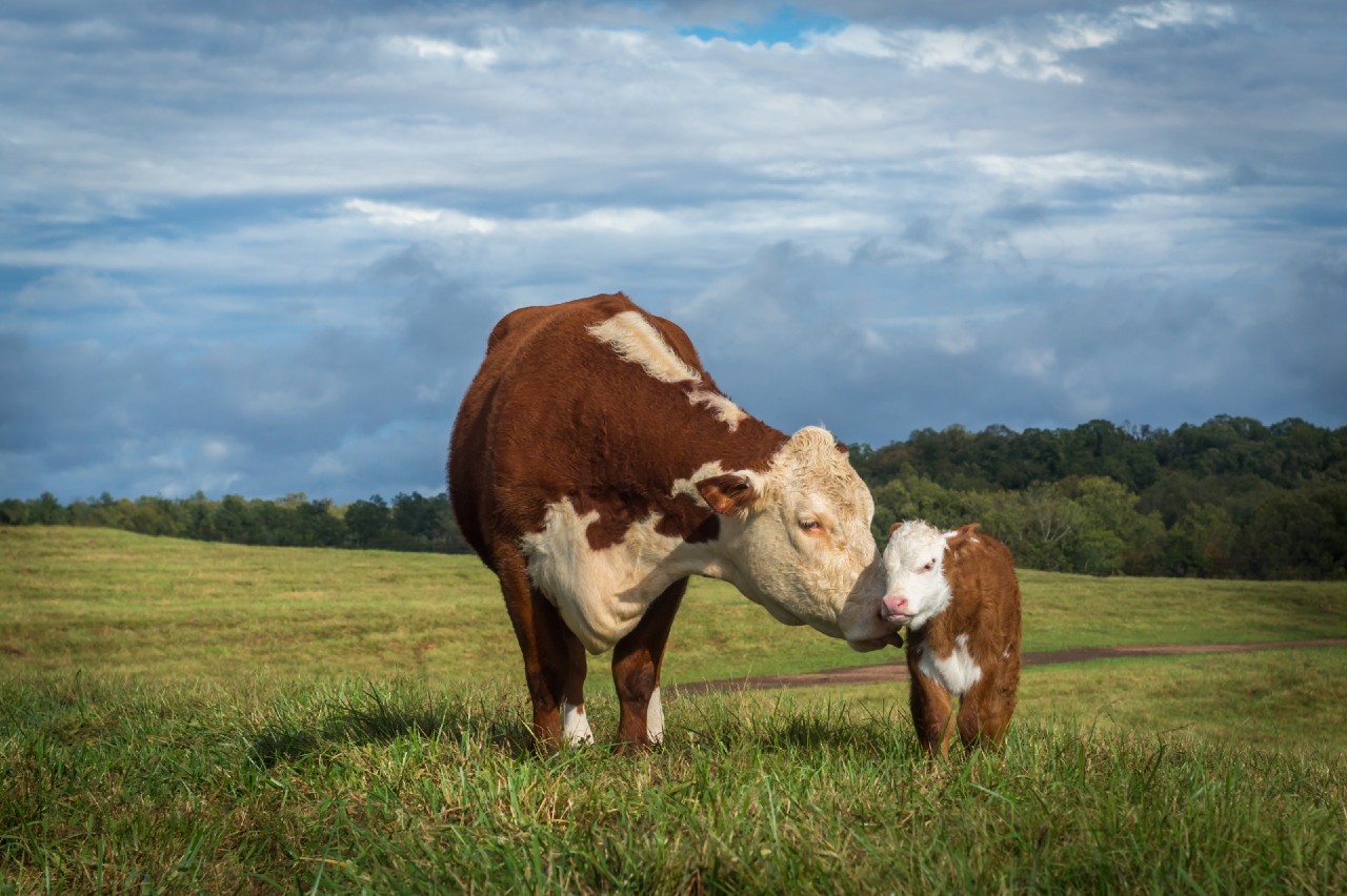 Read more about the article Beef Gene Ireland bulls – Spring 2020