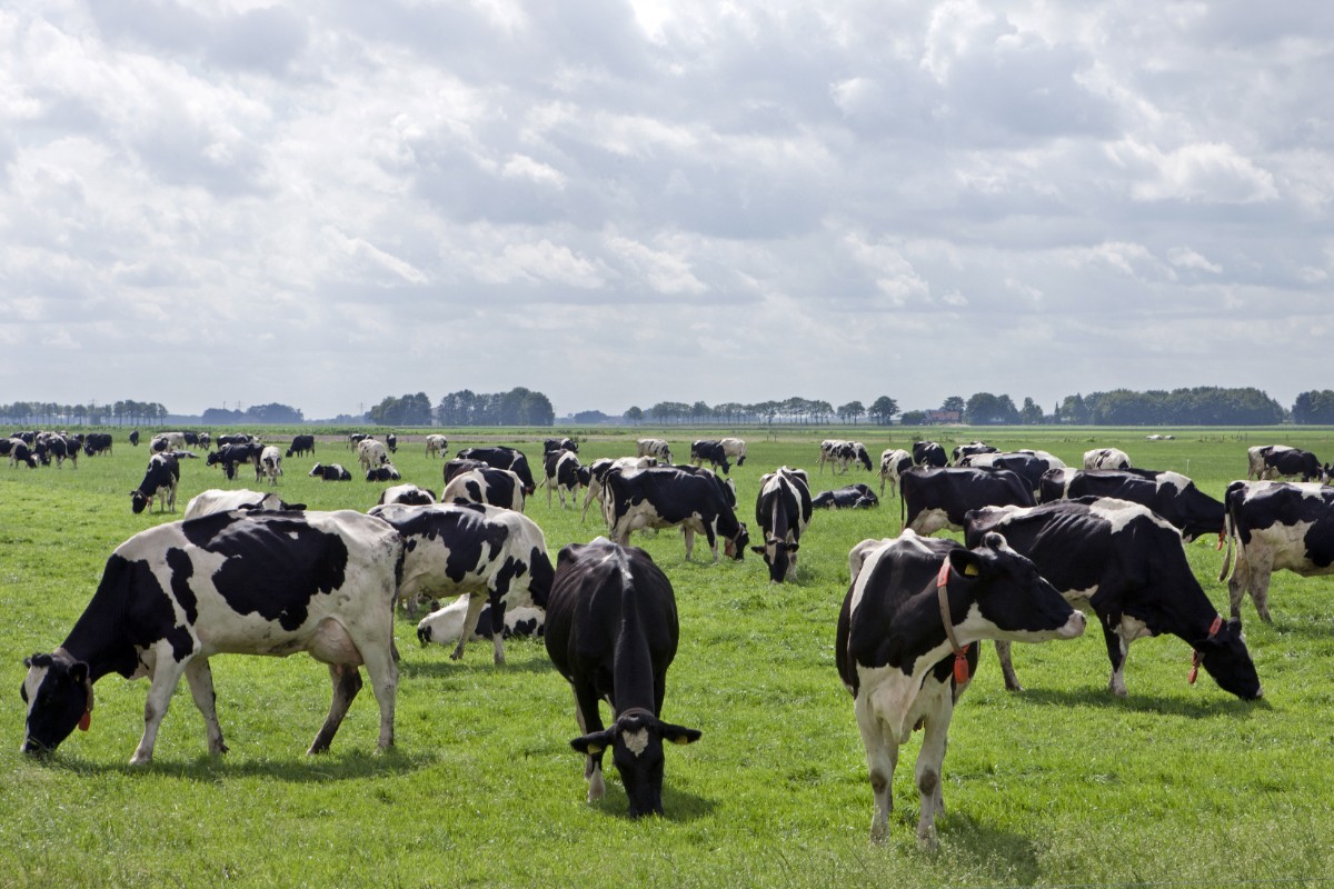 Read more about the article Dairy Cow Population by County 2016 to 2019