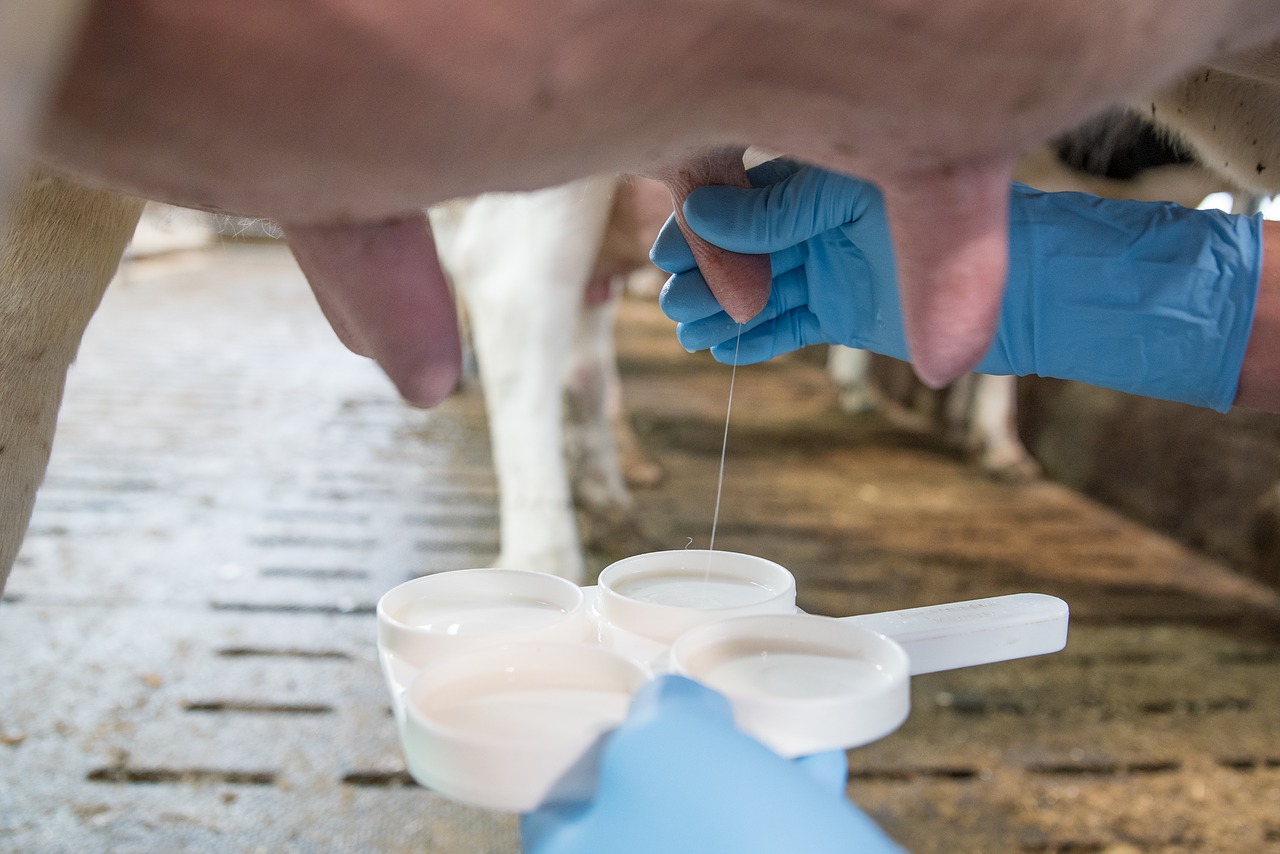 7 Simple steps to make Selective Dry Cow Therapy common practice for your herd.