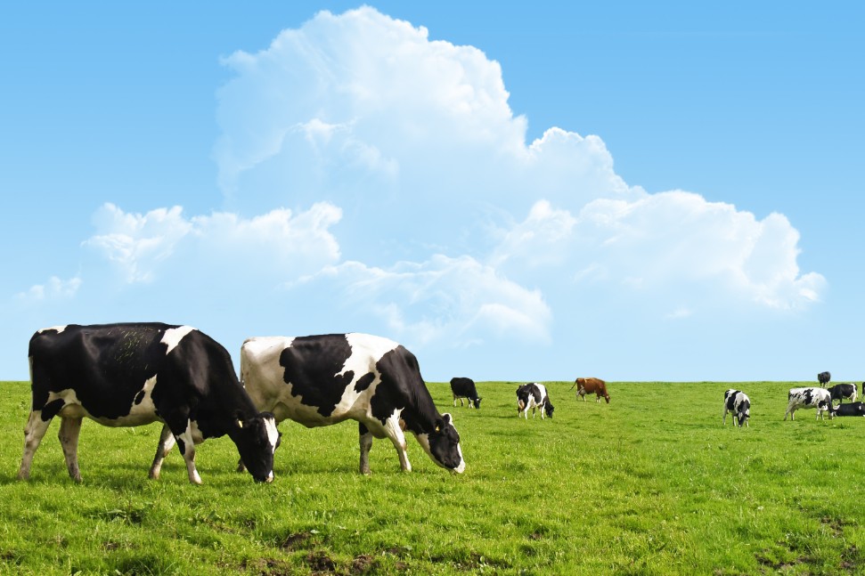 Read more about the article Reducing the Carbon Footprint on Irish Dairy Farms