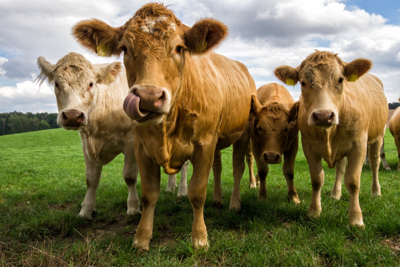 Read more about the article Beef Cow Population by County 2019