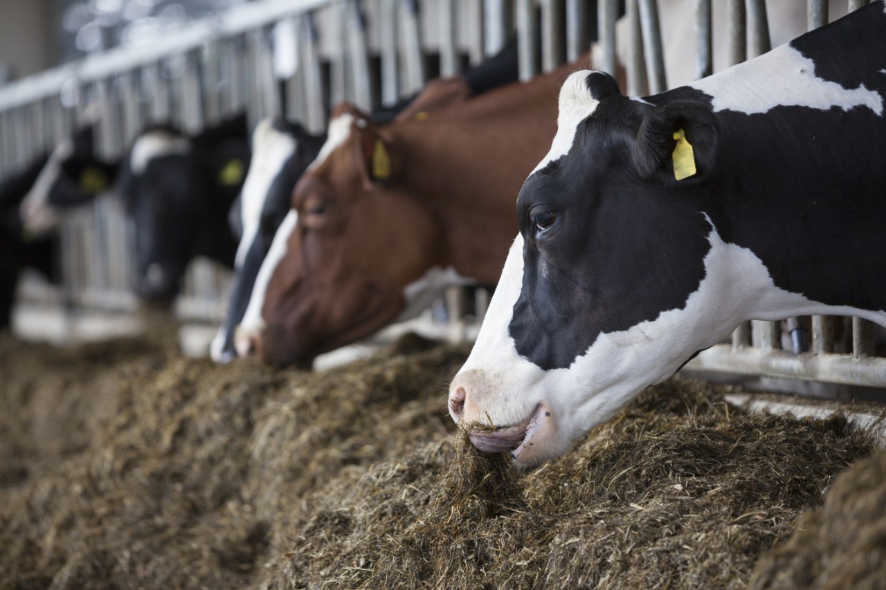 Read more about the article Genetic Improvement on Irish Dairy Farms