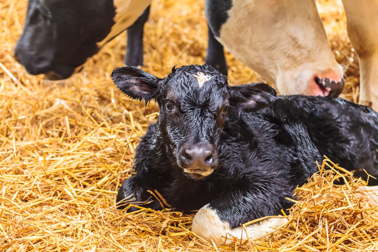 Read more about the article Calving Difficulty Ready Reckoner (All Breeds)