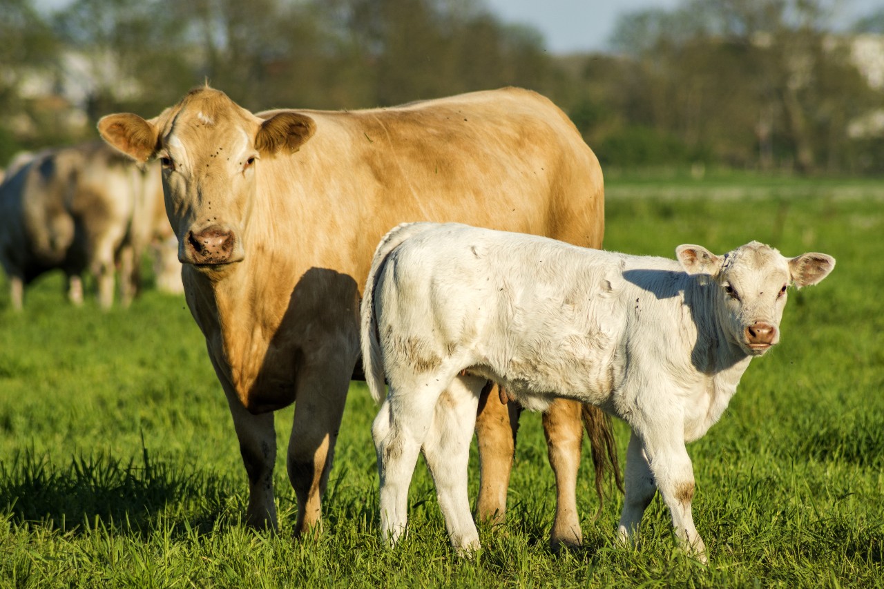 Read more about the article Carcass Quality Holding up in the Suckler Herd