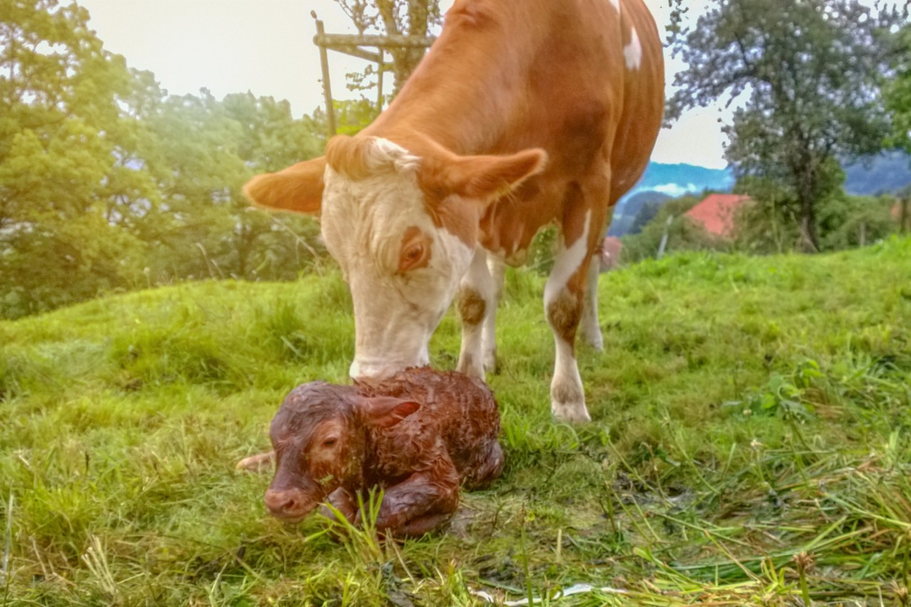 Read more about the article DNA based calf registration – Not only possible but also feasible