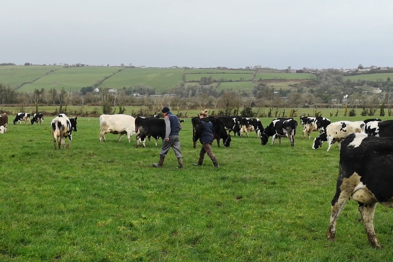 Read more about the article Peter Hynes – Cows grazing daily on 3-hour breaks