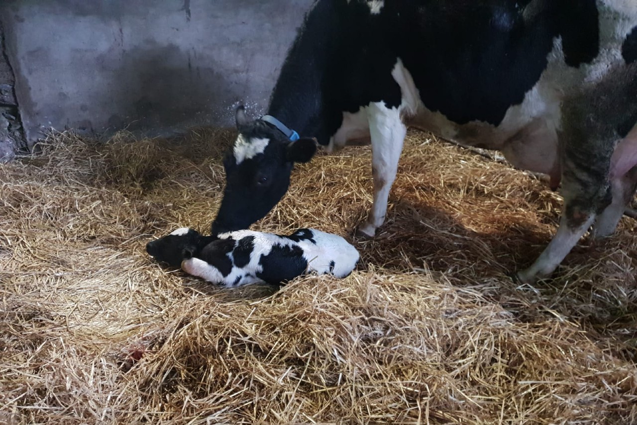 Read more about the article Peter Hynes – Calving well underway at Rathard