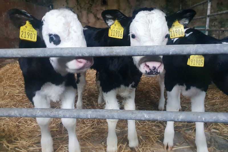 Read more about the article Dairy Beef Calf Programme