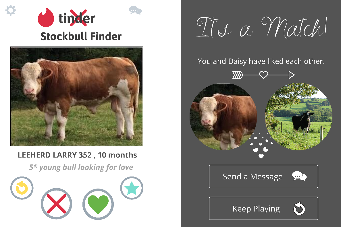 Read more about the article Looking for love this Valentine’s Day? Check out the ICBF Stockbull finder to find an eligible bachelor for the main ladies in your life.