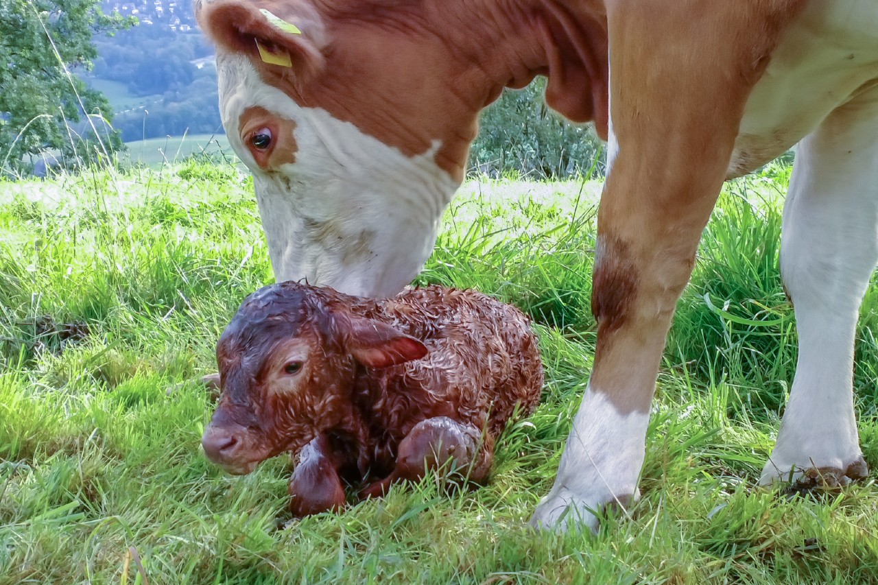 Read more about the article Age of First Calving – How low can you go?