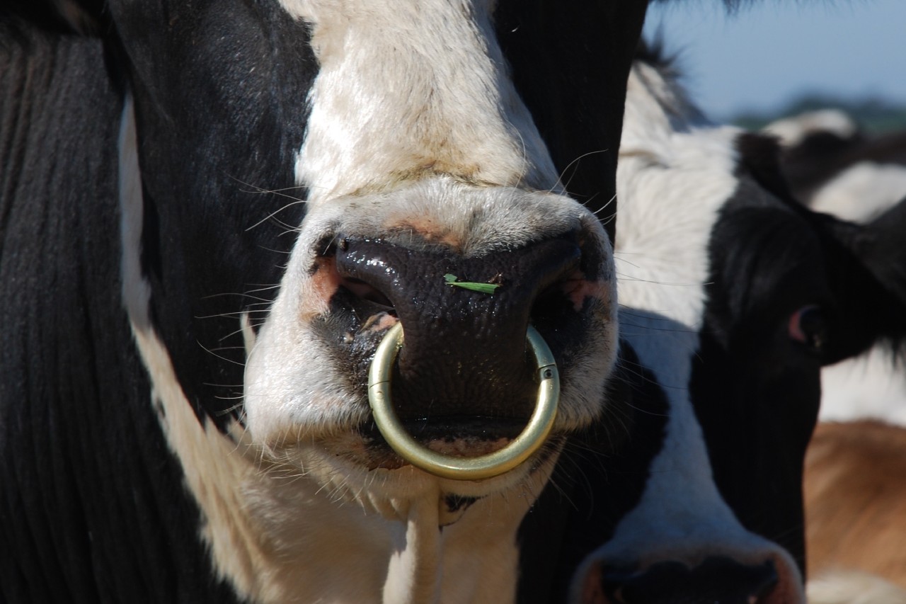 Bull Team Size and Usage on Dairy Farms 2023