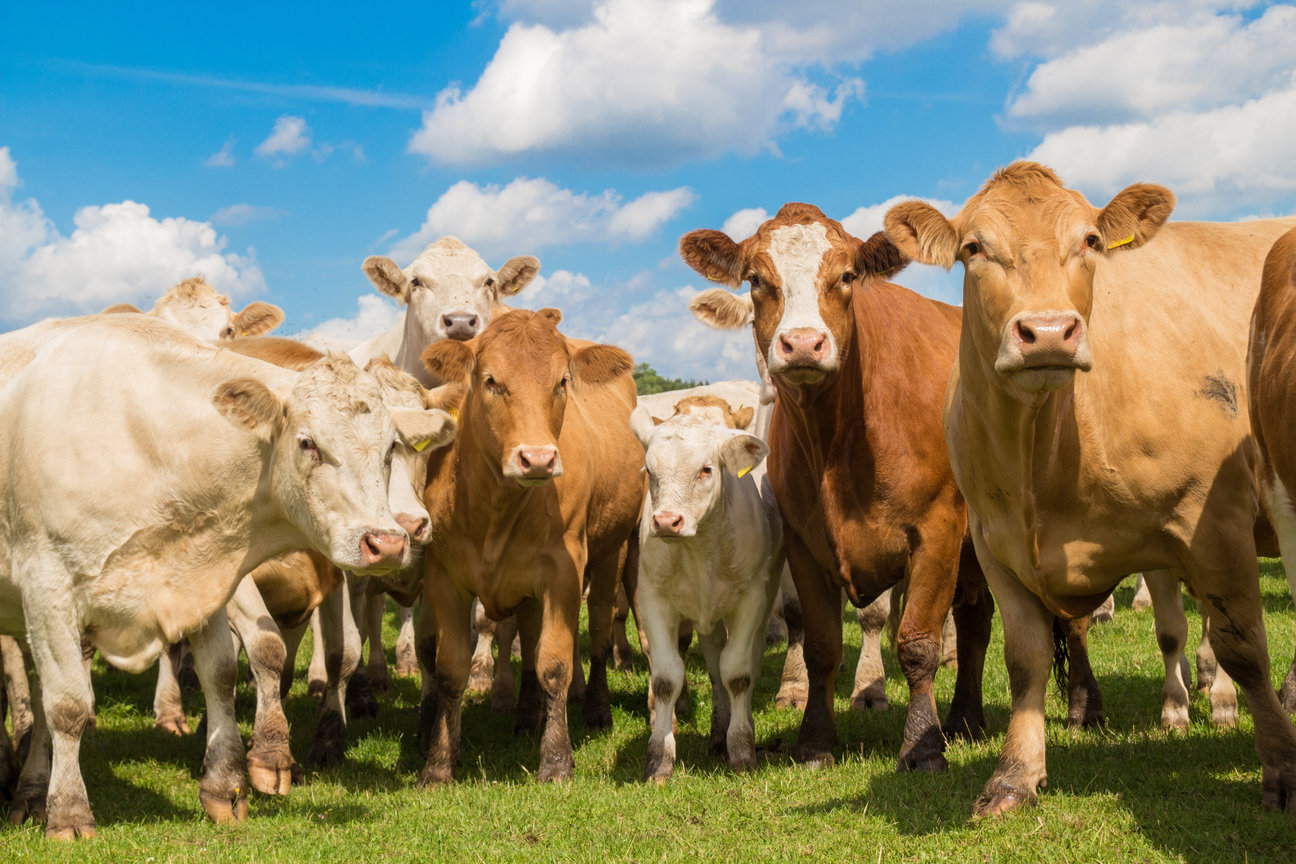Read more about the article Weaning Performance Reports issued to BEEP herds