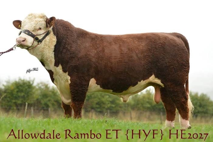 Allowdale Herefords – Pedigree, Performance & Structure