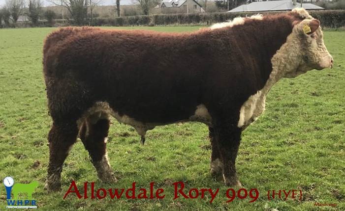 Allowdale Rory 909