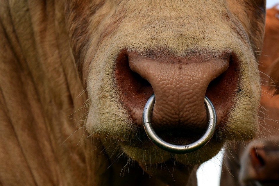 30th June BDGP Stockbull Deadline