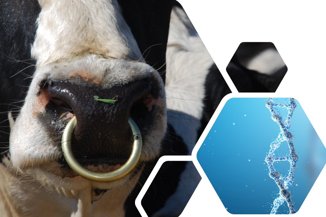 Read more about the article No change at the top of the ICBF Dairy Active Bull List