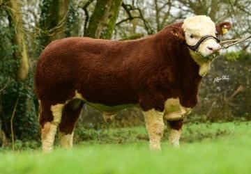 Read more about the article Gene Ireland Beef Programme 2020