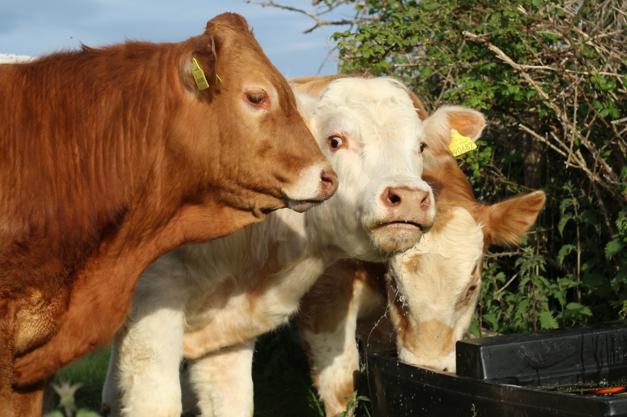 Read more about the article The benefits of Beef HerdPlus