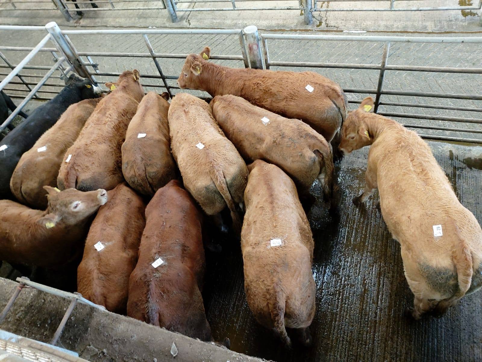 Read more about the article Over 110 BDGP Eligible Heifers on Sale at Ennis Mart