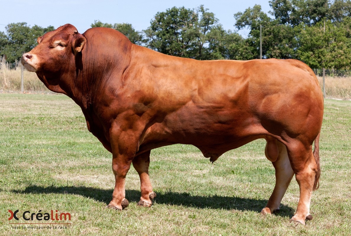 Read more about the article Beef Gene Ireland Bulls -Autumn 2020 Now Available!