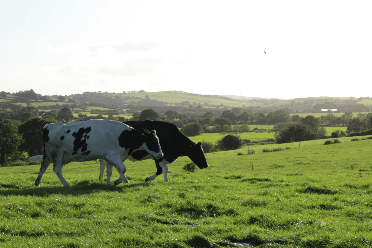 Read more about the article Dairy 2020 Calving Reports Now Online