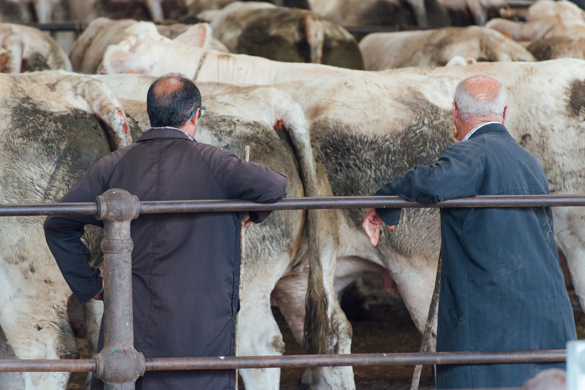 Read more about the article Over 90 BDGP eligible females on sale at Ballyjamesduff Mart