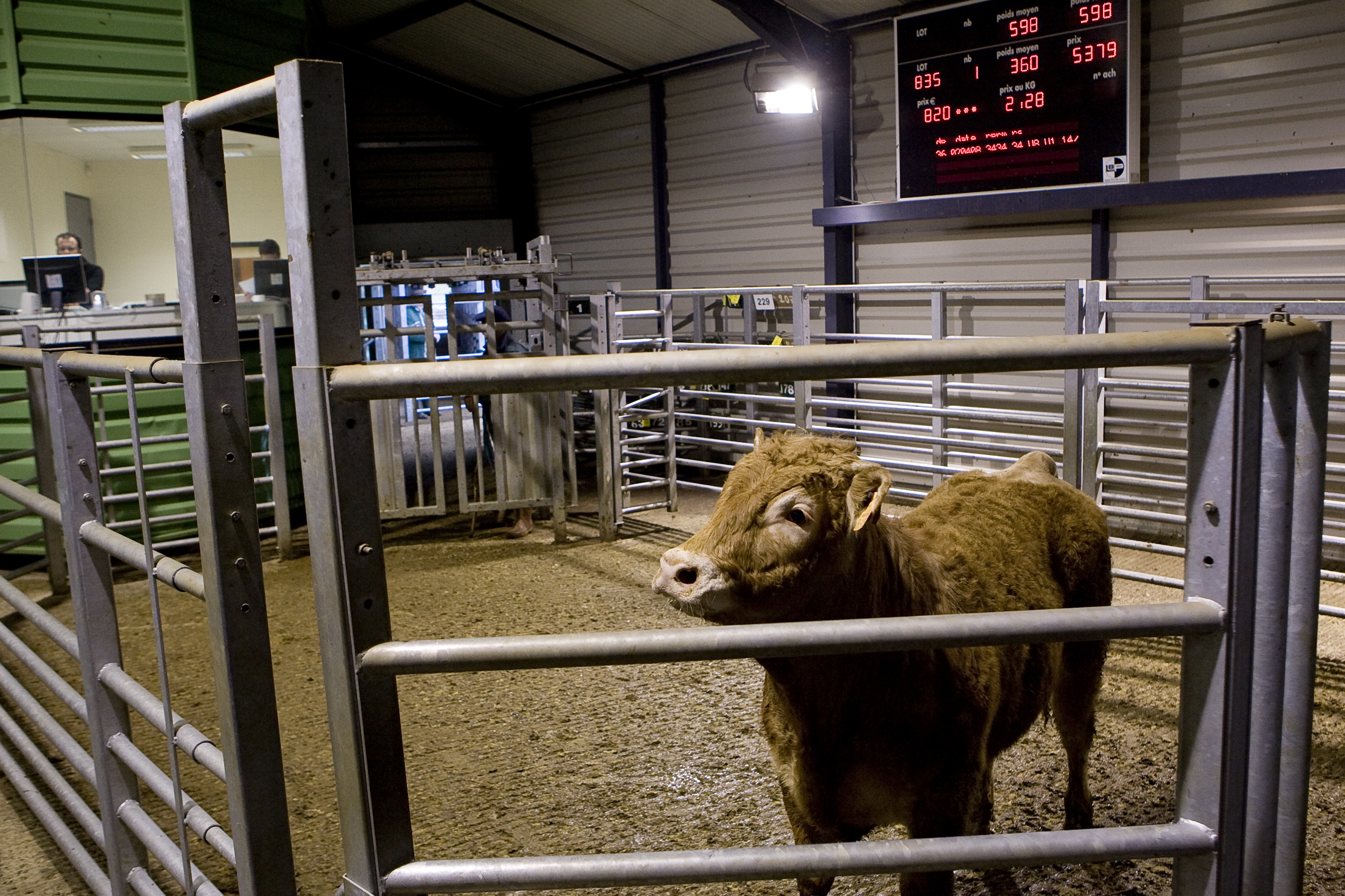 Read more about the article Elphin, Ballinasloe & Cahir Marts selling BDGP Eligible Females Wednesday 21st