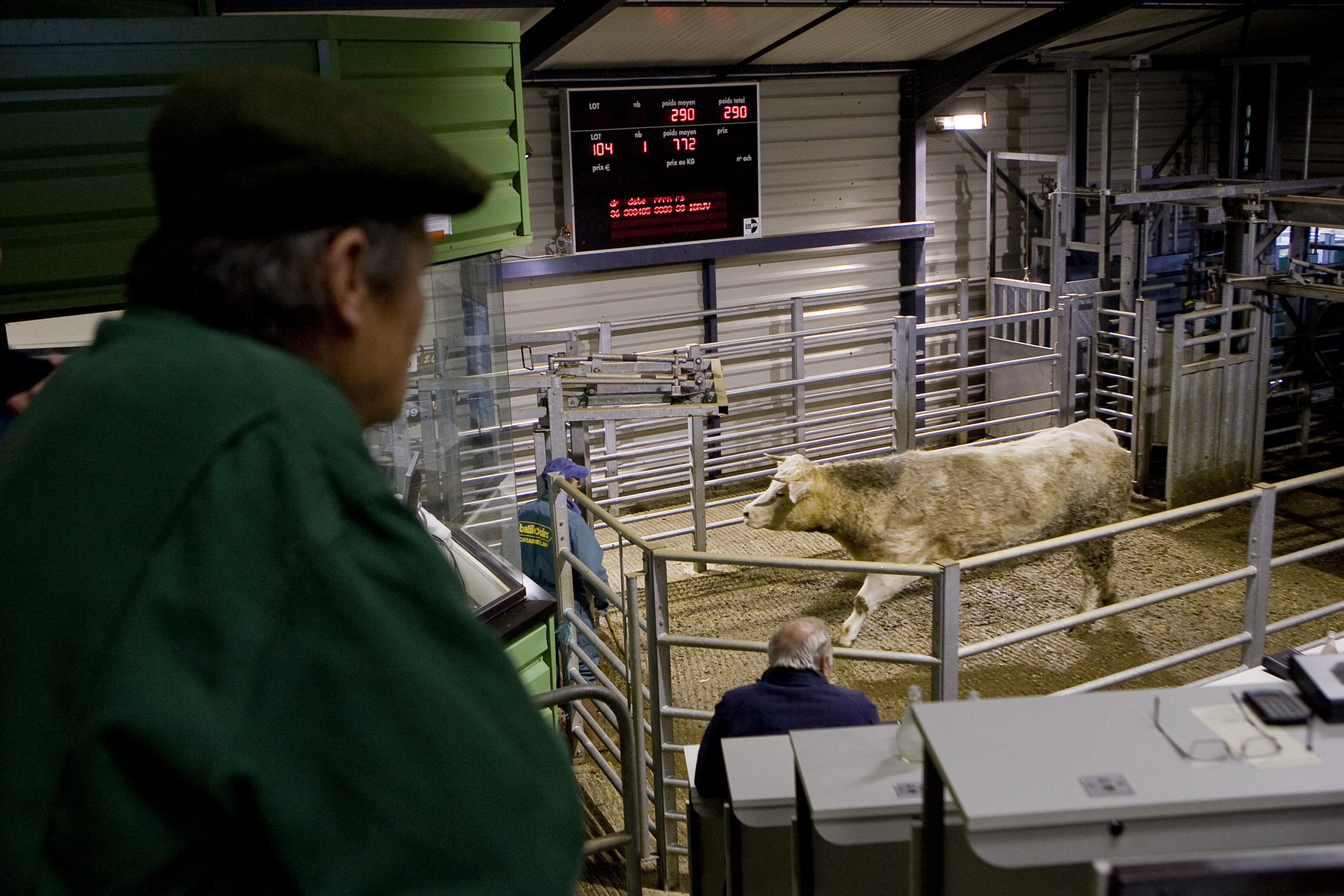 Skibbereen, Roscrea & Gortatlea Marts selling BDGP Eligible Females Friday 23rd