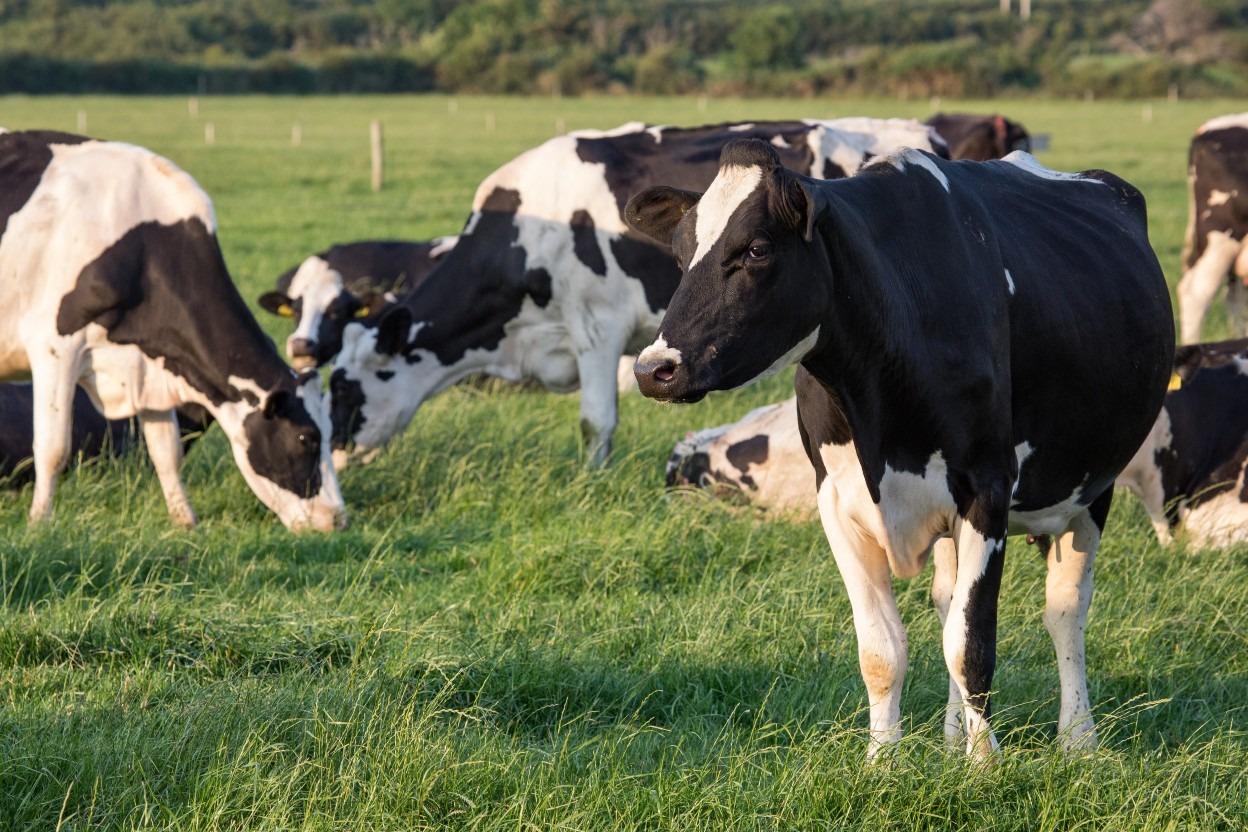 Read more about the article HappyMoo – developing tools to monitor cow health