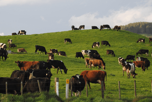 Genomics Service for dairy crossbreds launched