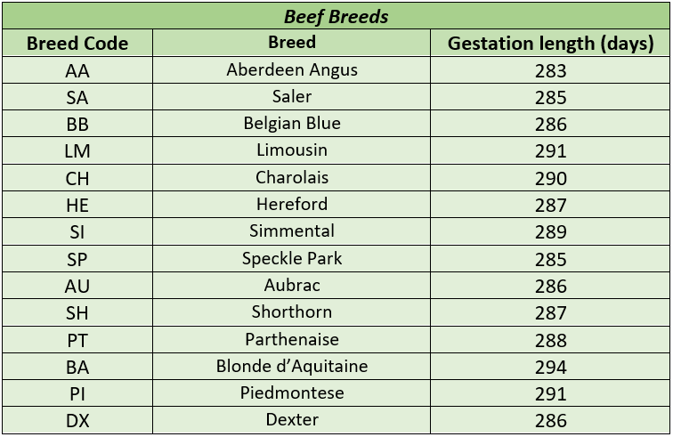 How Long Is The Gestation Period For A Cow All About Cow Photos