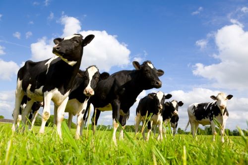 Autumn Dairy Gene Ireland Programme Launched