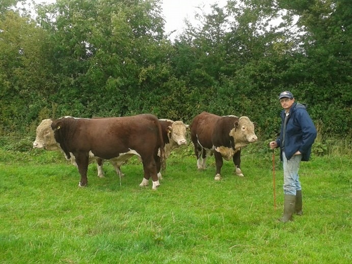 Read more about the article FBD €uro-Star €200-Pedigree Beef Finalist – Data recording central to Ballyaville herd success