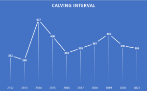 Read more about the article Beef Calving Statistics 2021
