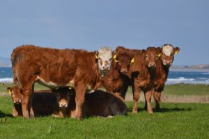 Read more about the article Beef Sector Efficiency Programmes Time Running Out to Record Weights