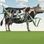 Genomics Service for More Dairy Breeds Launched