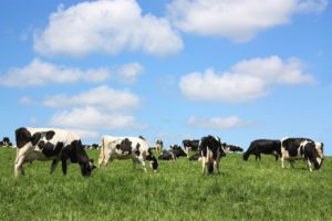 Read more about the article Dairy Cow Population by County 2017 – 2021
