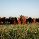 Press Release: No need for farmers to change current breed choice after changes to ICBF Beef indexes