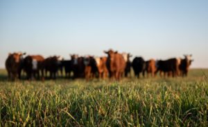 Read more about the article Press Release: No need for farmers to change current breed choice after changes to ICBF Beef indexes