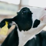 Increasing Genetic Gain in Dairy Discussion Group Sessions 2022