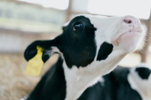 Read more about the article Increasing Genetic Gain in Dairy Discussion Group Sessions 2022