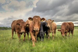 New Profile ‘Commercial’ Beef Value’ Goes Live