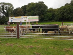 Read more about the article Beef 2022 Open Day at Teagasc Grange