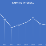 Beef Calving Interval sees improvement for 3rd consecutive year!