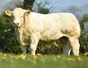Read more about the article Gene Ireland Beef Panels  Autumn 2022