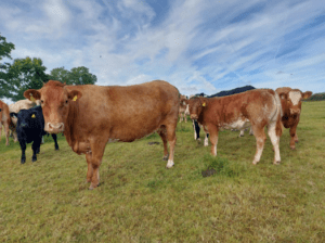 Read more about the article Beef Gene Ireland Breeder Profile – David Tierney