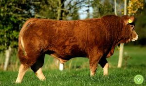 Read more about the article Gene Ireland Focus – Keltic Rembrandt (LM8259)