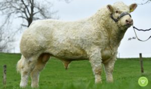 Read more about the article Beef Gene Ireland Focus CH8334 – Corbaun Rory