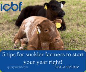 Read more about the article Beef HerdPlus – 5 tips to get 2023 off to a great start!