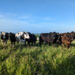 Updates to the Dairy Beef Index (DBI)